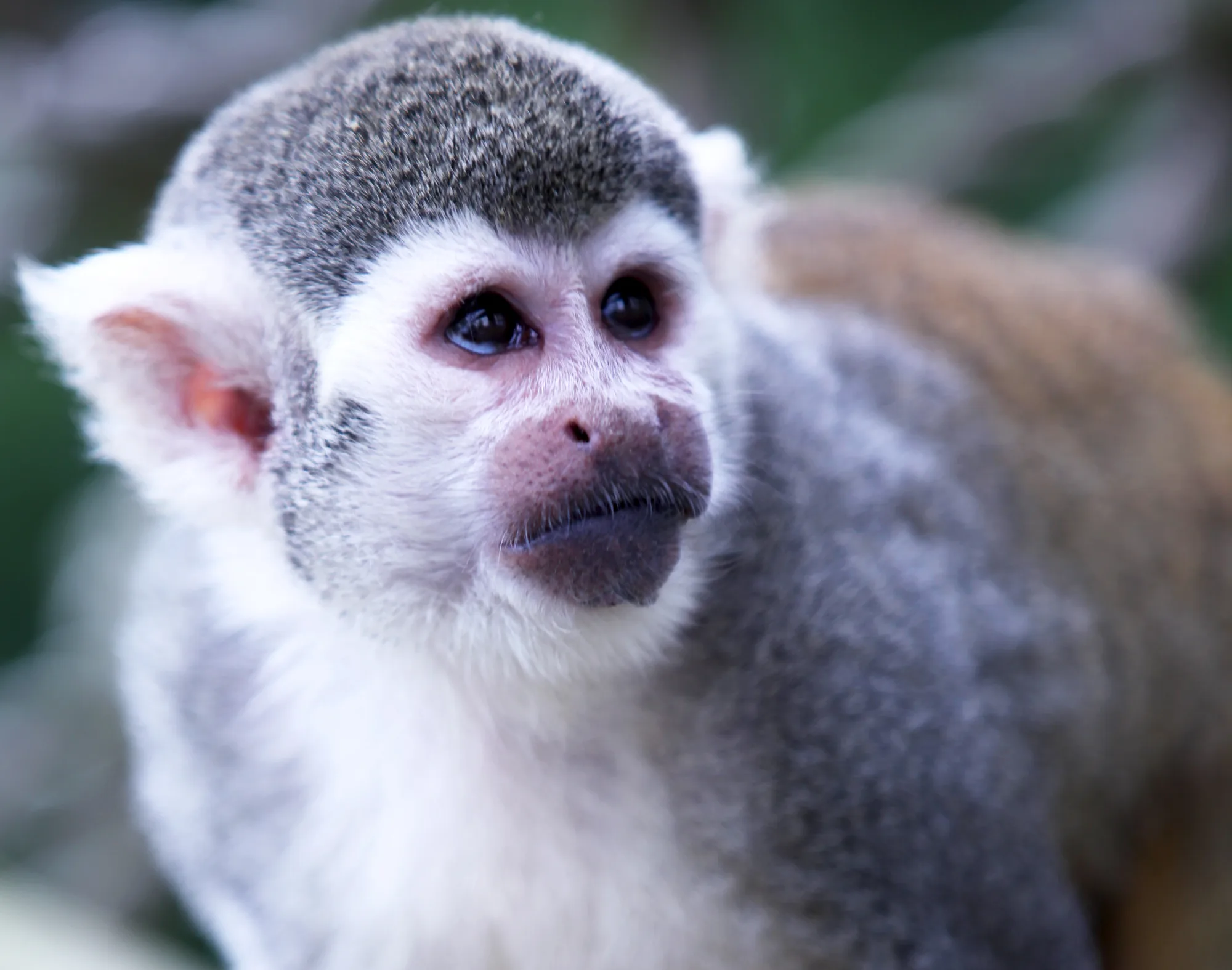 Yorkshire Wildlife Park squirrel monkey