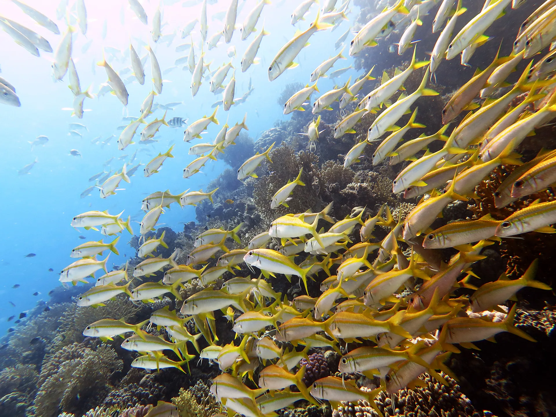 Underwater photography