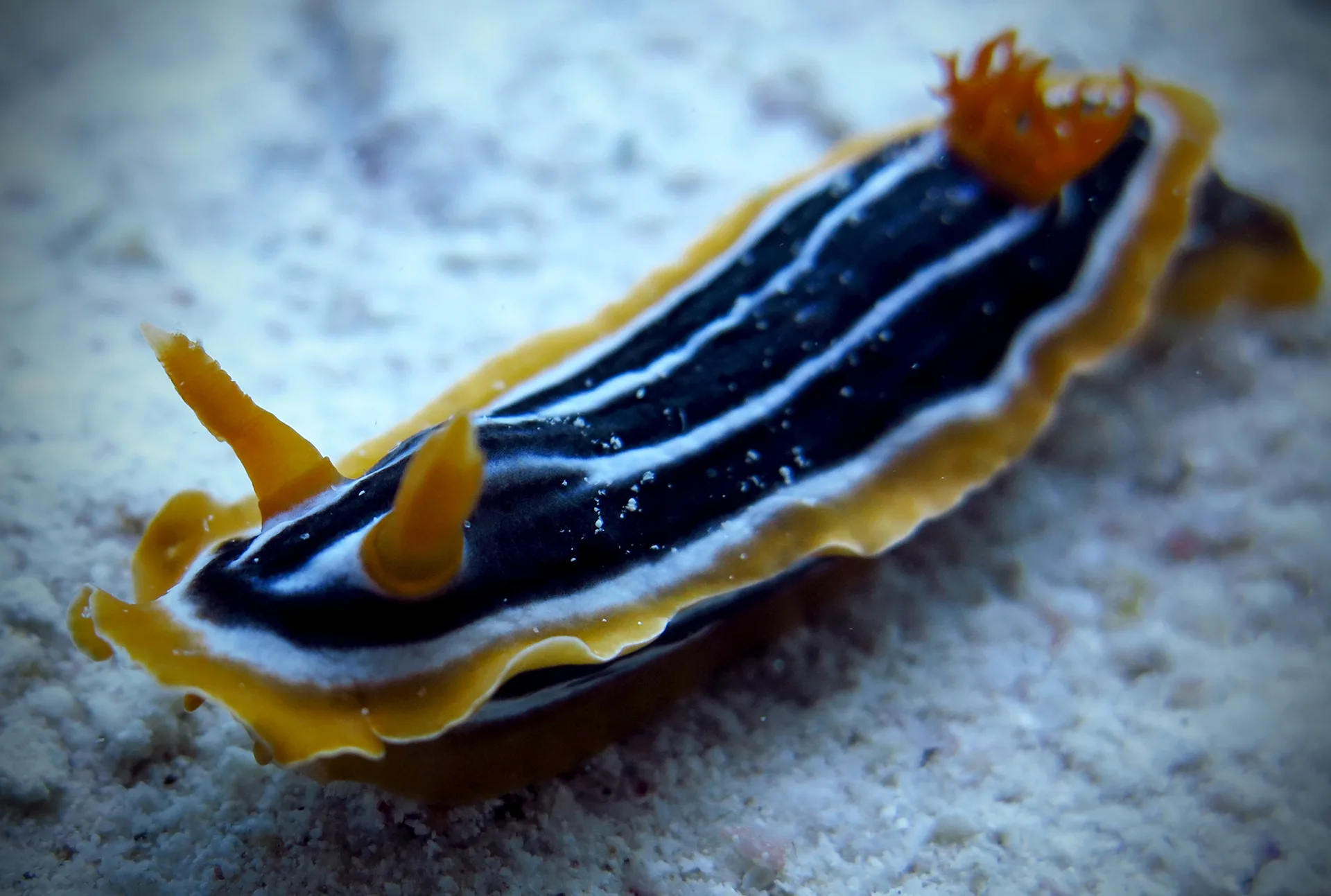 Underwater photography
