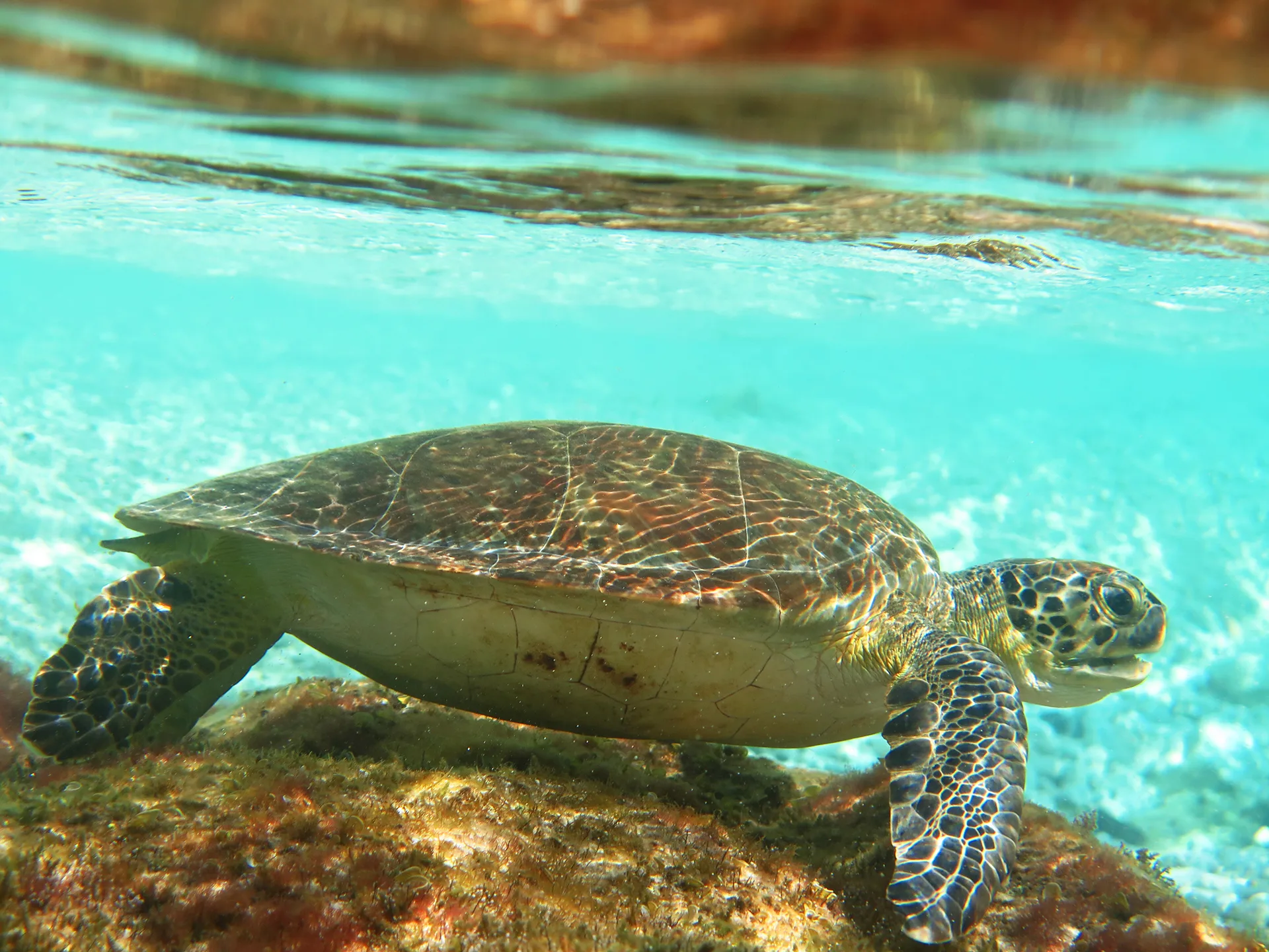 Underwater photography