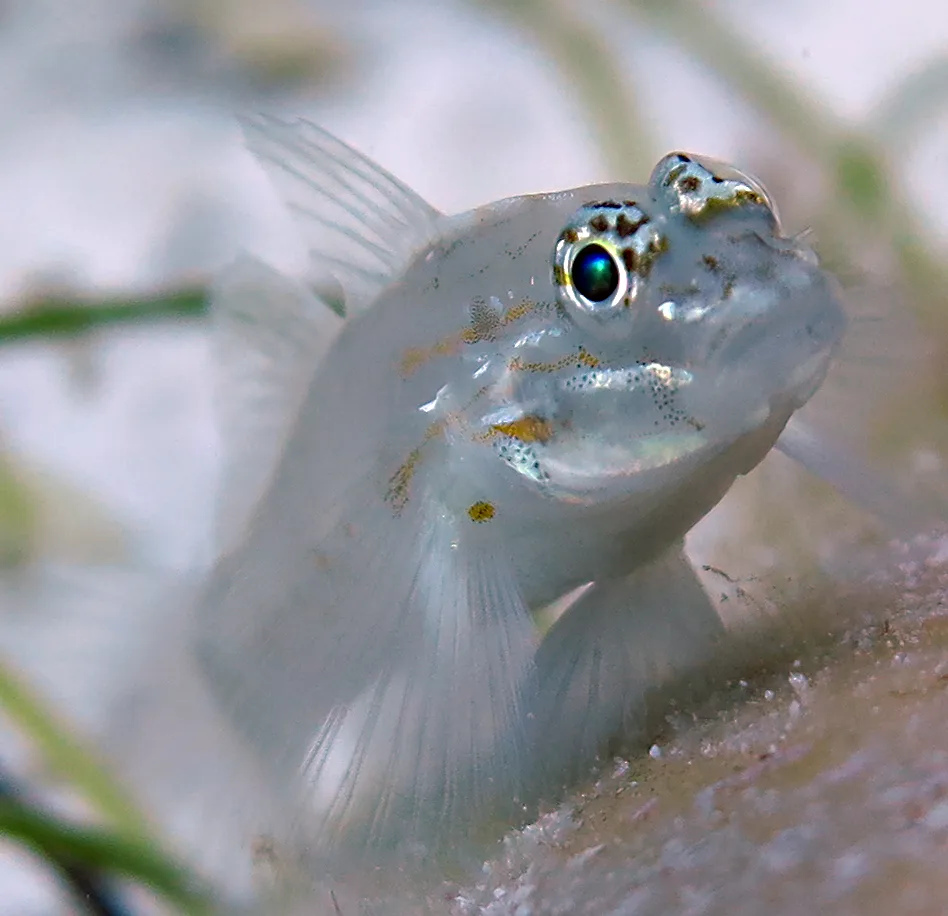 Underwater photography