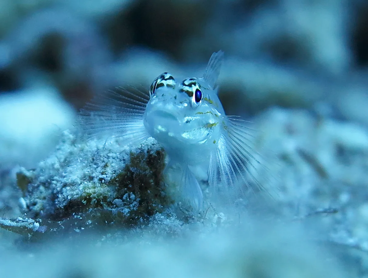 Underwater photography
