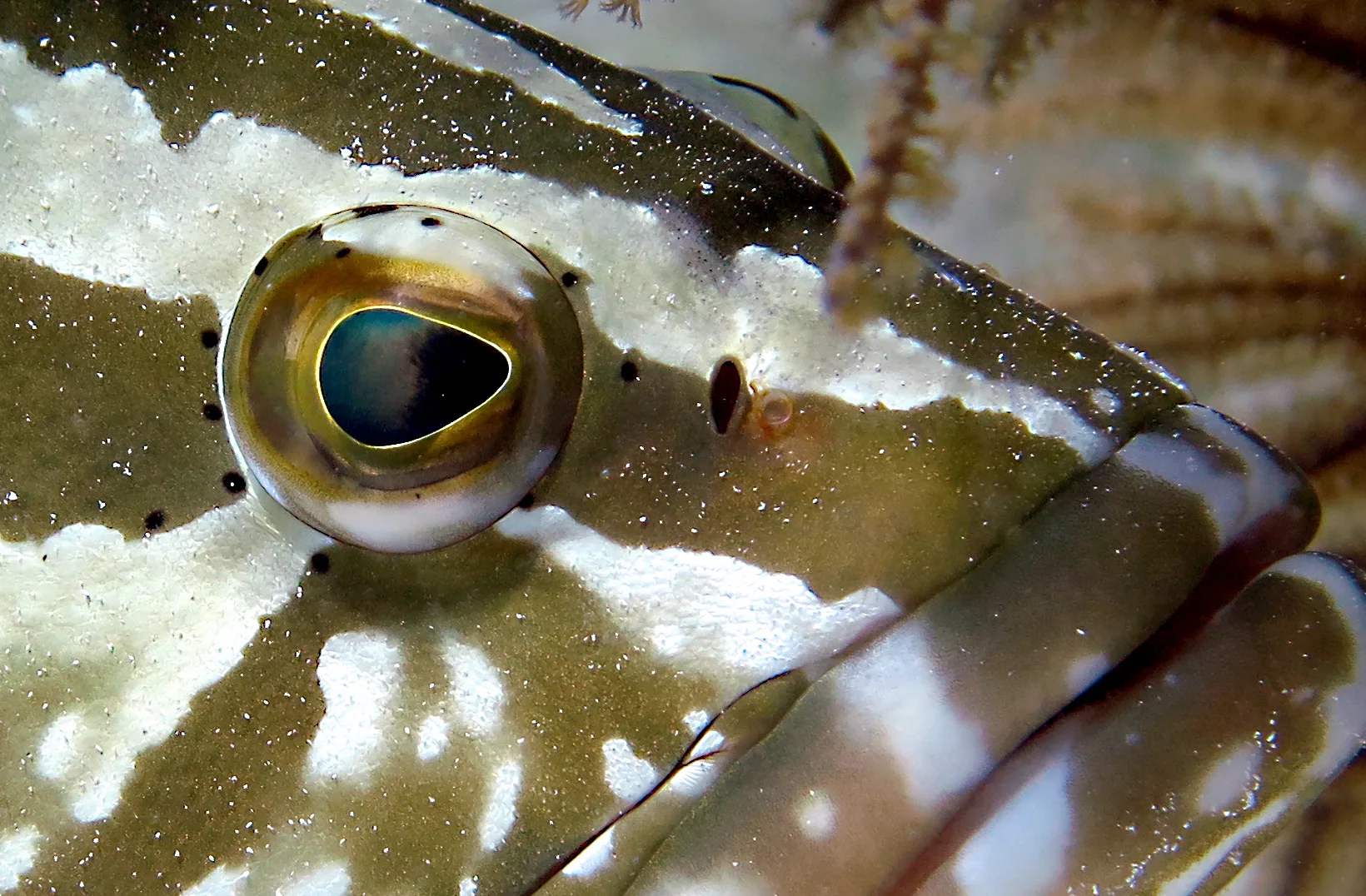 Underwater photography