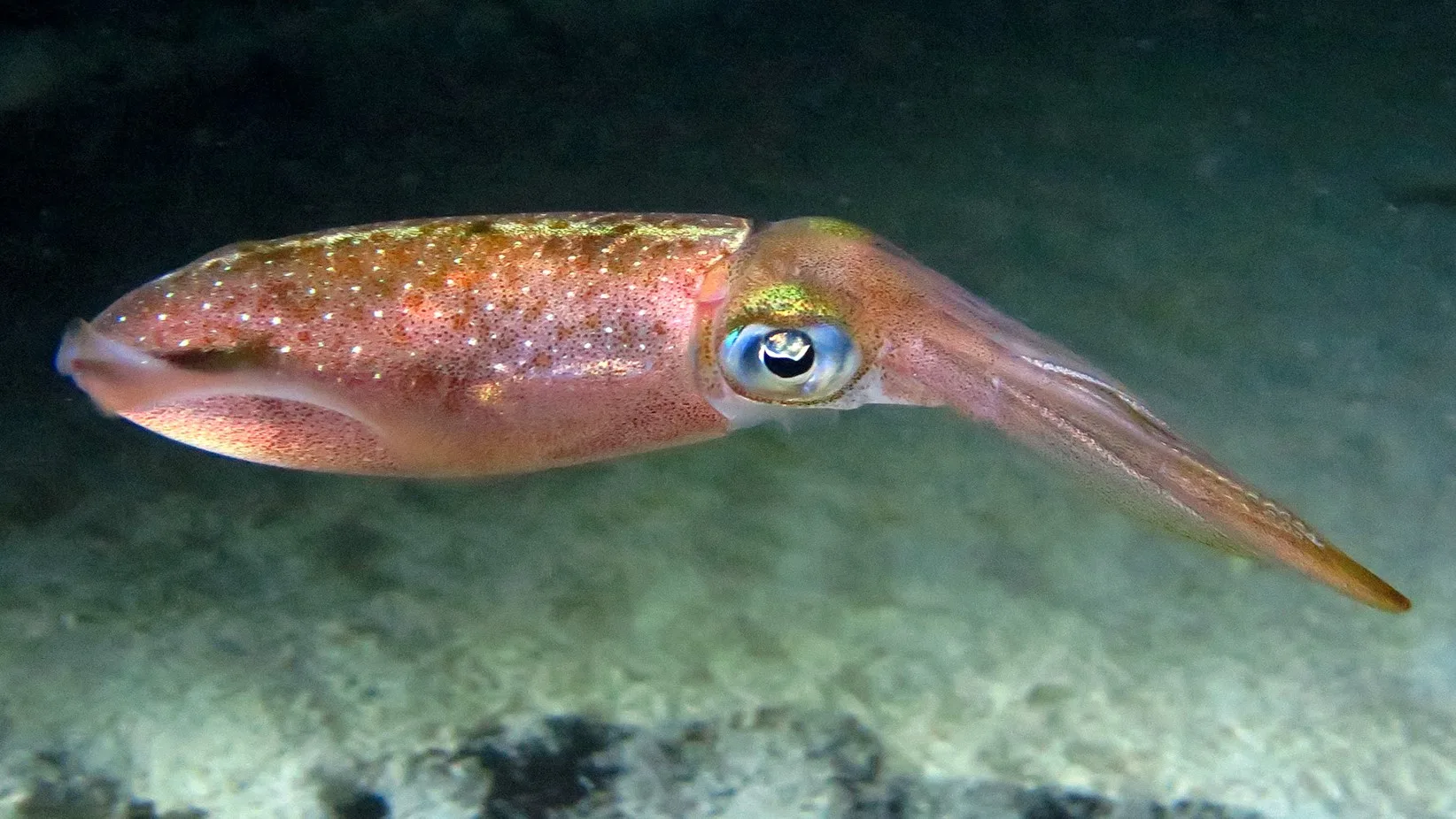 Underwater photography