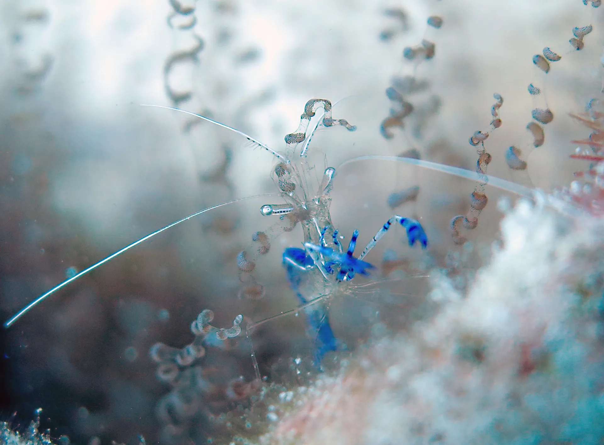 Underwater photography