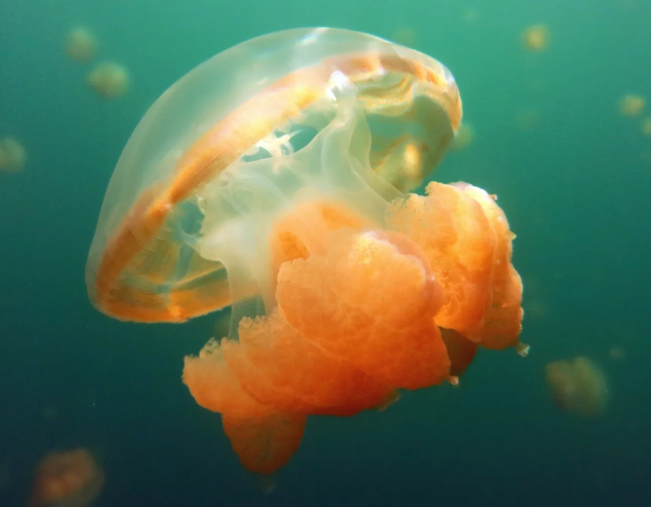 Underwater photography
