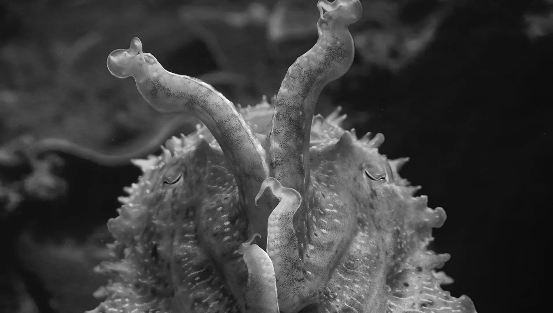Underwater photography