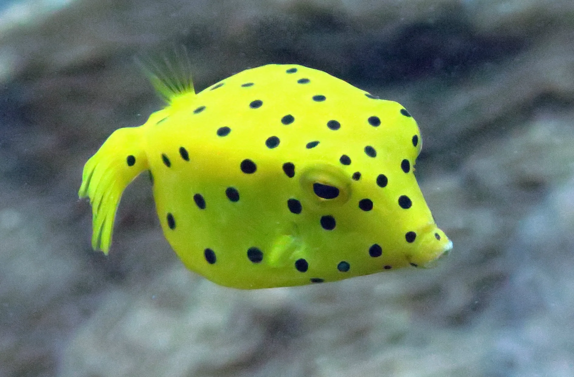 Underwater photography