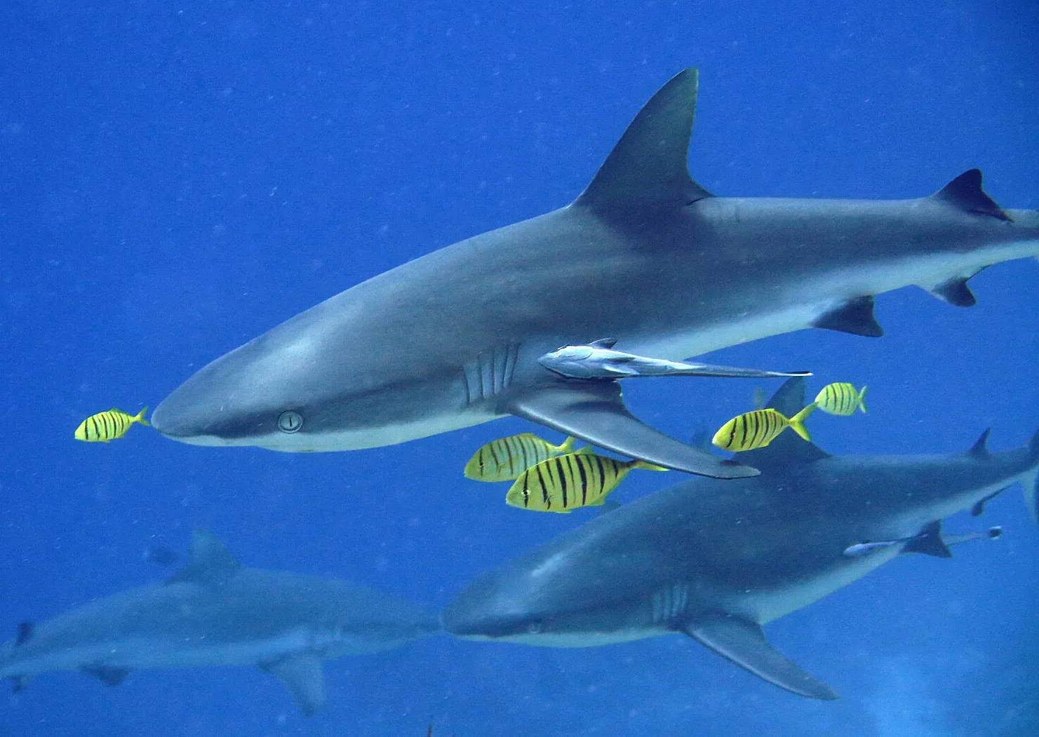Underwater photography