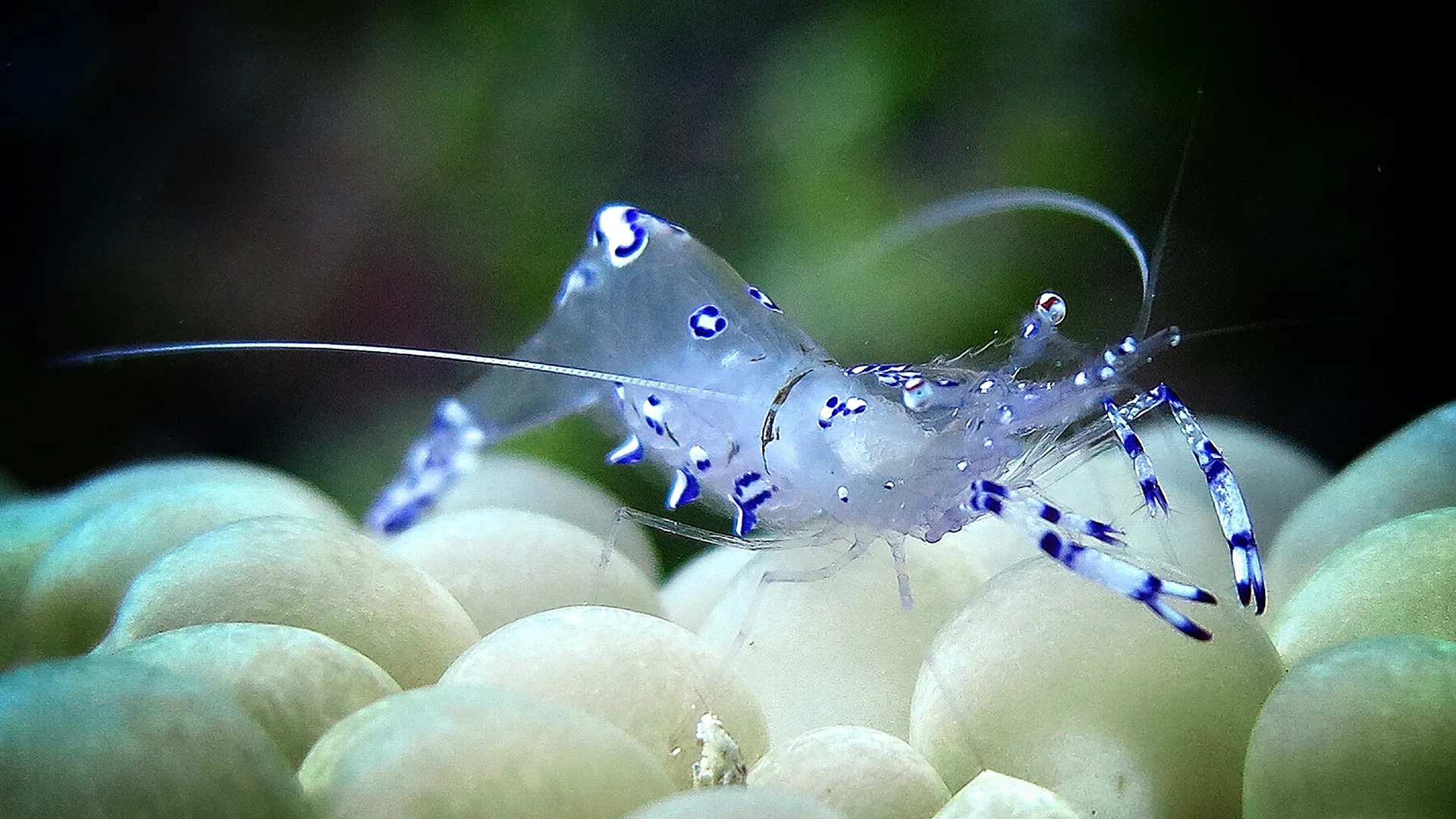 Underwater photography