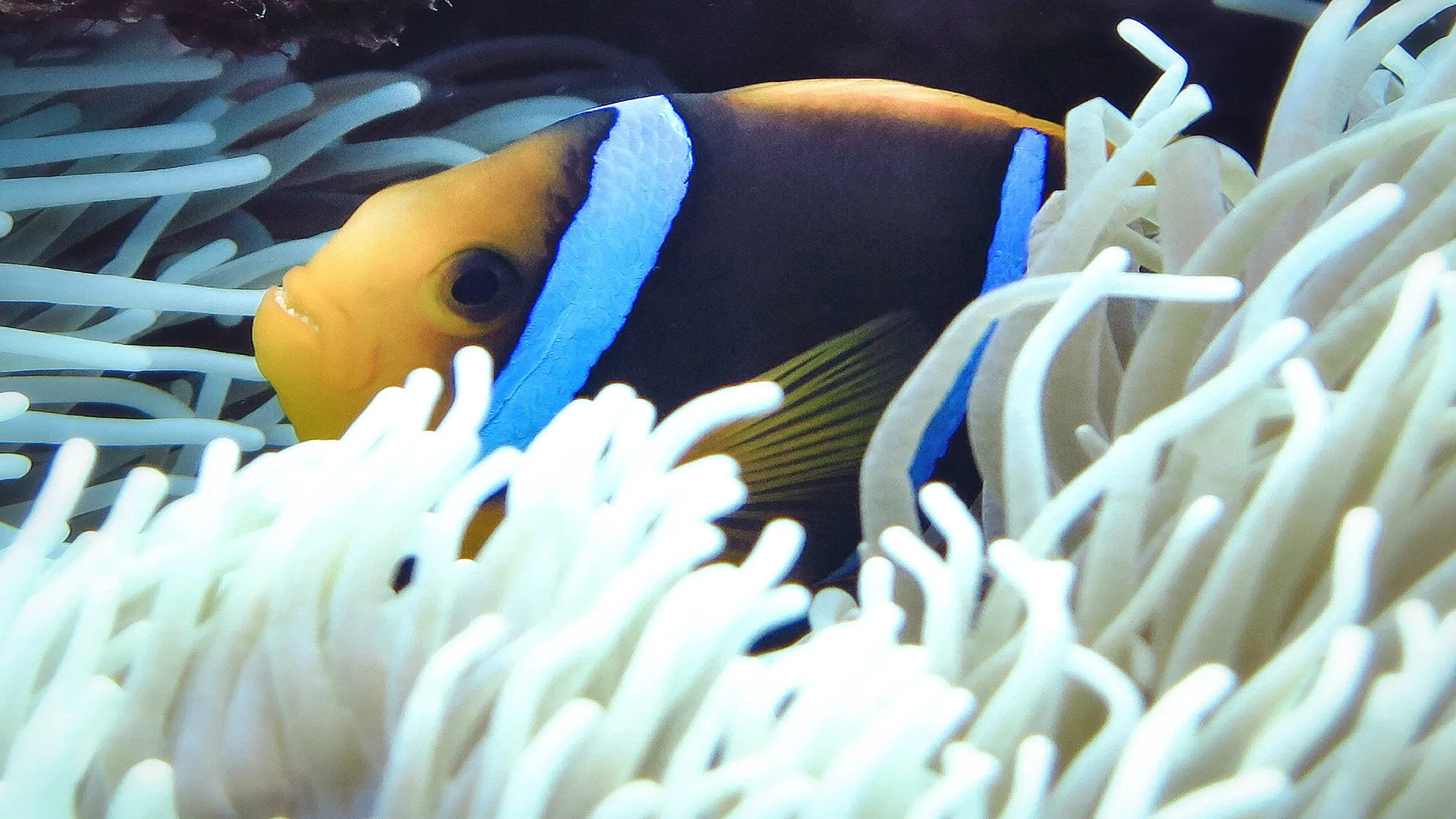 Underwater photography