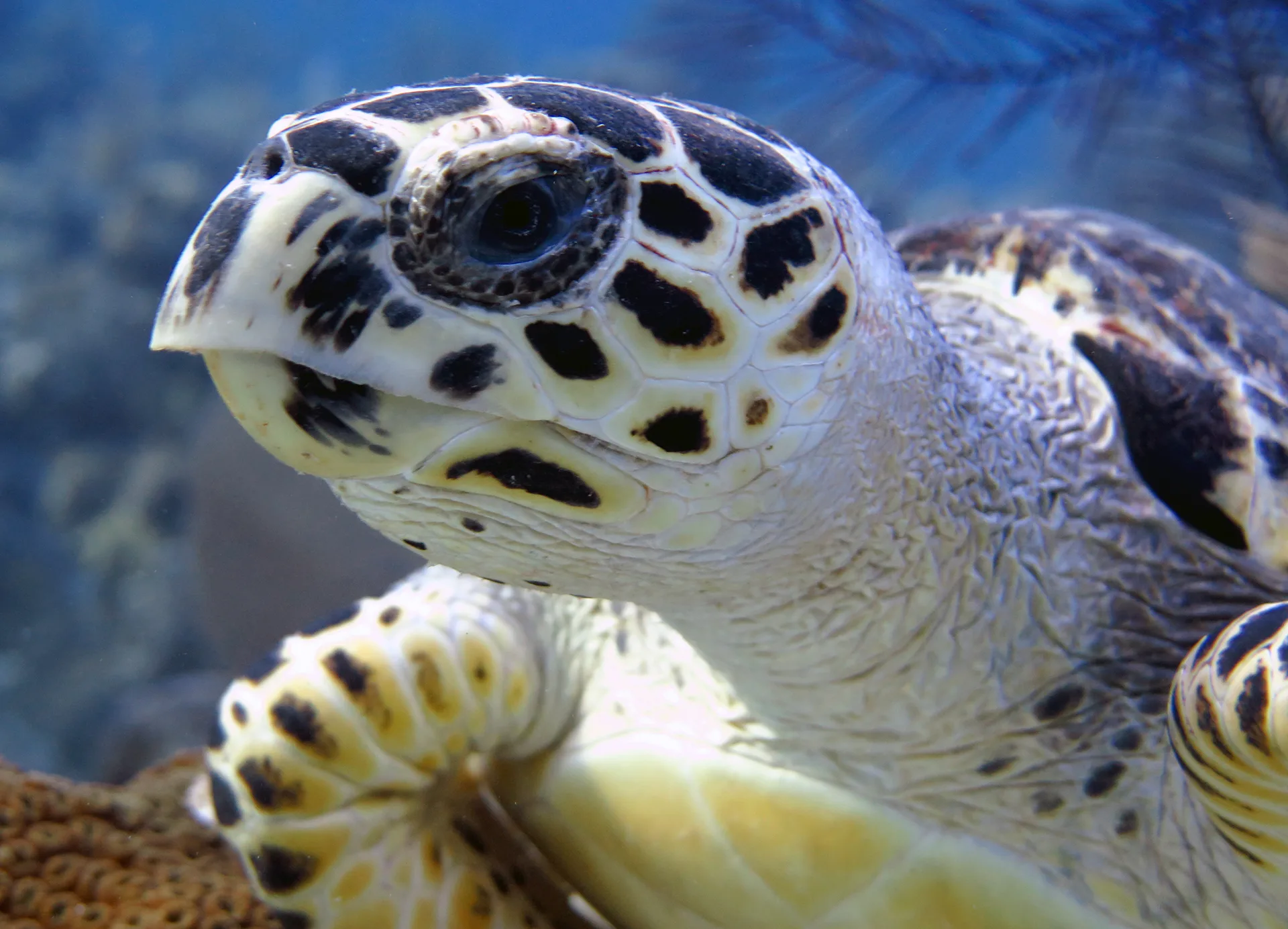Underwater photography